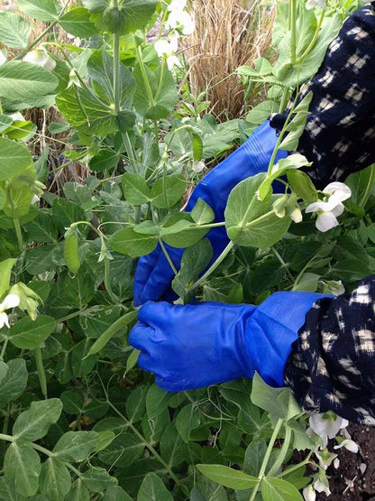 ブルーフィット ブルー 青 Sサイズ 1双