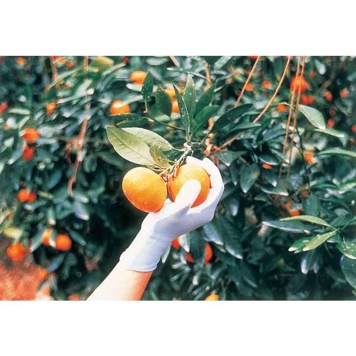 No.265 ピッタリ背抜き 強力ロングタイプ ブルー M 1双