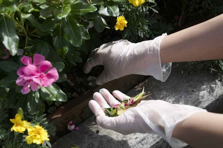 No.806 お手軽手袋 半透明 L 100枚